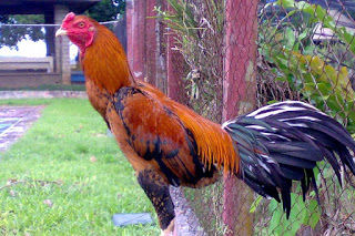 JENIS WARNA ULES  AYAM LAGA