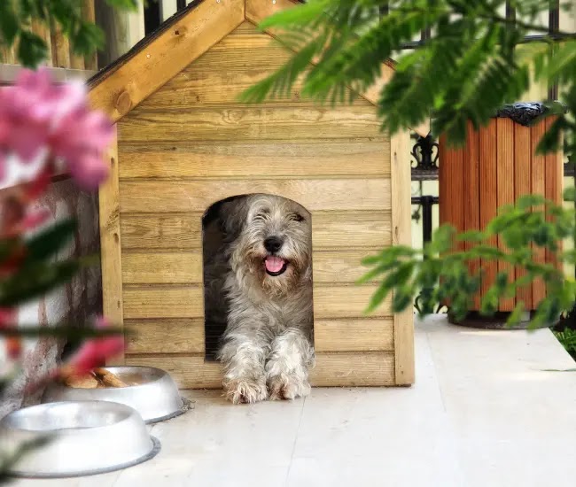 Teach Your Dog to Use a Doggy Door