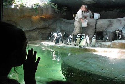 Attraction Penguin.