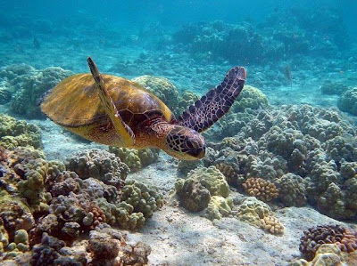 Species at Great Barrier Reef Australia