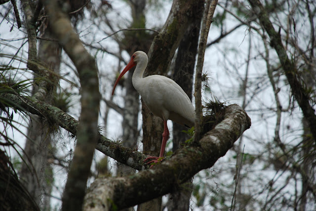Big Cypress National Preserve
