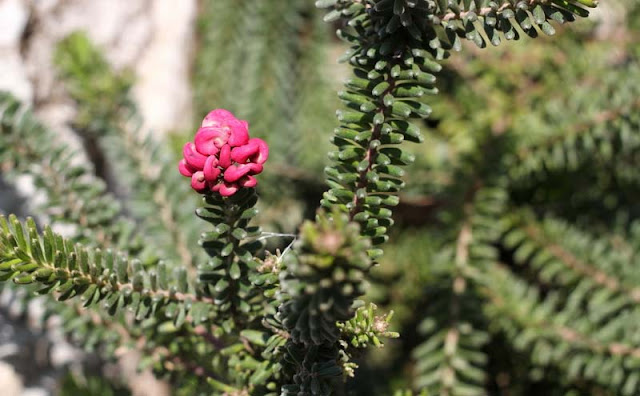 Grevillea Lanigera Flowers