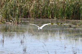 egret in flight