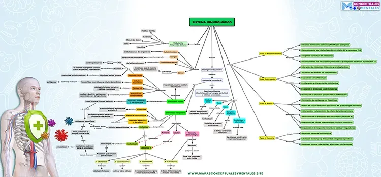 SISTEMA INMUNOLÓGICO MAPA CONCEPTUAL