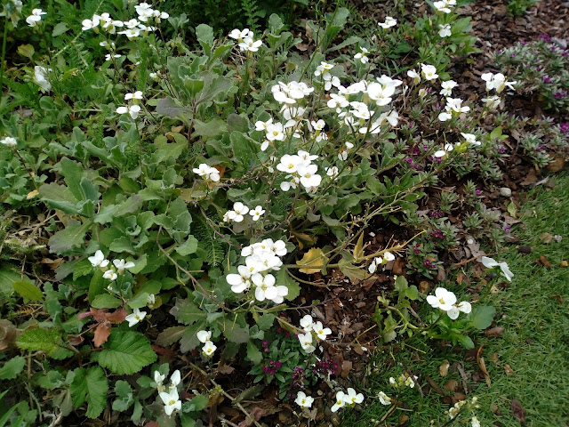 Arabis (Arabis alpina L. subsp. caucasica (Willd.) Briq.).