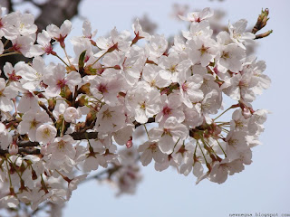 벚꽃(sakura)