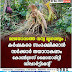 മലയോരത്തെ വന്യ മൃഗശല്യം ; കർഷകരെ സംരക്ഷിക്കാൻ  സർക്കാർ തയാറാകണാം  കോൺഗ്രസ്‌ മൈനൊരിറ്റി  ഡിപ്പാർട്ട്മെന്റ്