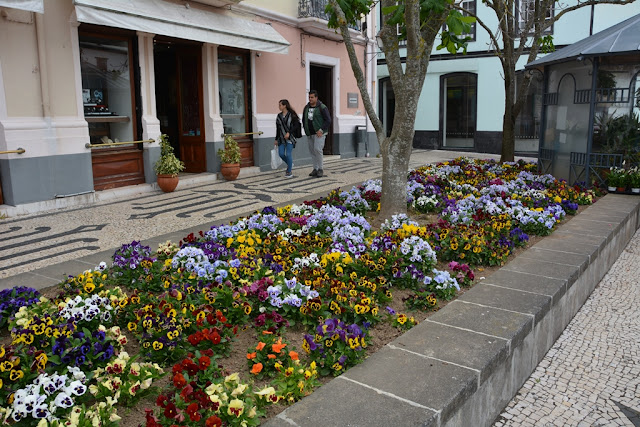 Largo de Matriz flowers