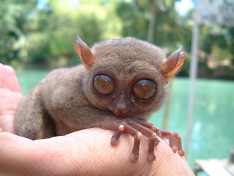 tarsier Os animais mais estranhos e esquisitos do mundo