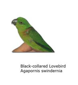 Jenis-Jenis Burung Lovebird