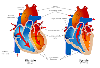 ricollo's organs