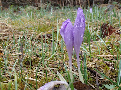 Orawa, Słowacja, wiosenne grzyby, grzyby na Orawie, grzyby na Słowacji, czarka austriacka Sarcoscypha austriaca, trzęsak pomarańczowożółty Tremella mesenterica, krrokusy, krokusy na Orawie