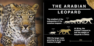 The Arabian Leopard