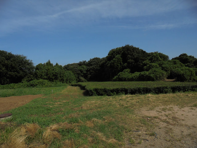 茶畑の美しい風景