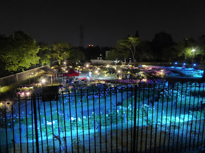 久宝寺緑地 シャクヤク園のライトアップ