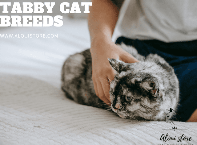 Tabby Cat Breeds