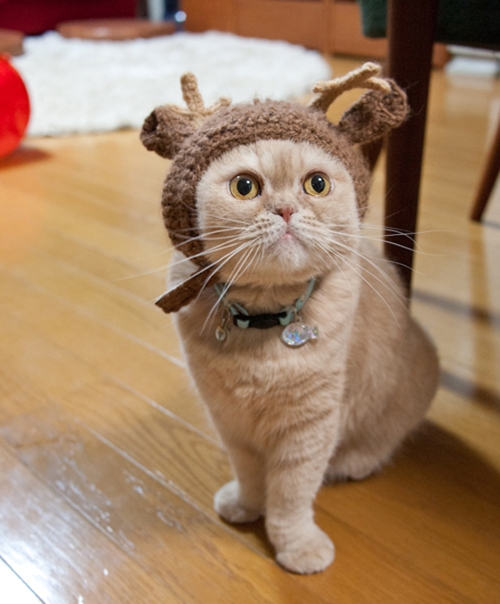 Cute Animals dressed up for Christmas Photos