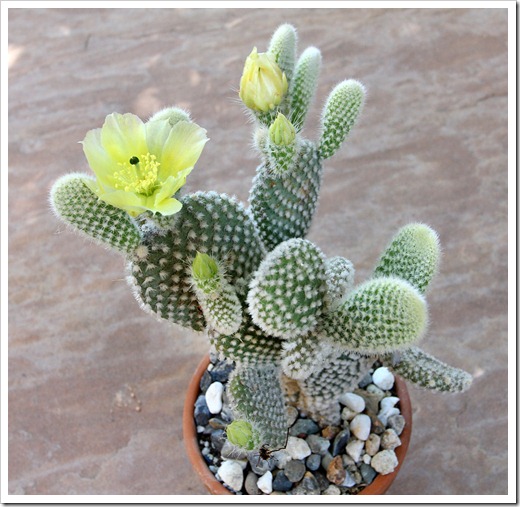 Plant World: Opuntia microdasys