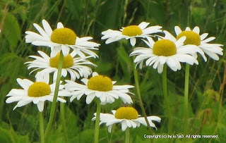 Daisies