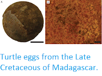 http://sciencythoughts.blogspot.co.uk/2015/10/turtle-eggs-from-late-cretaceous-of.html