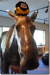 Bumble on the moose's head