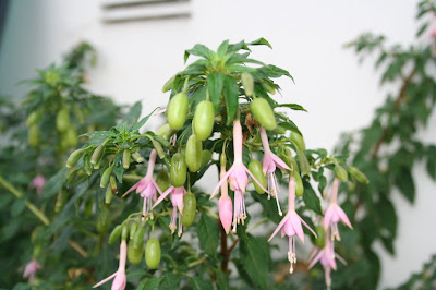 Fuchsia une baie qui se mange