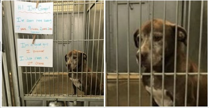 Lonely dog waits in shelter for over 7 years, begs someone to give her a ‘second chance’