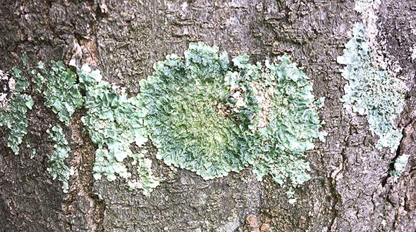 Lichens growing on tree trunk exterior