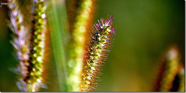 recorte_DSC_00350035