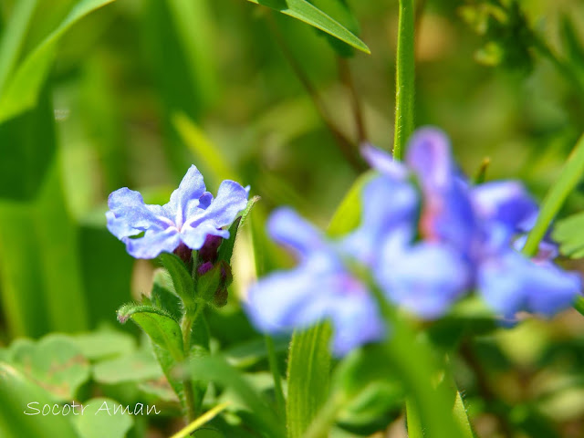 Lithospermum zollingeri