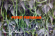 Waspadai Hama Dan Penyakit PadaTanaman Cabe