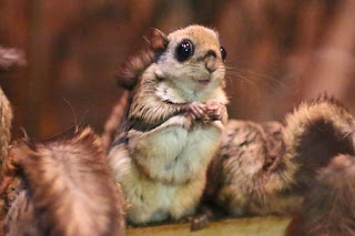 Small Japanese Flying Squirrel