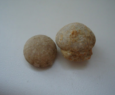 Two Fossils Sea Urchin Echinoid