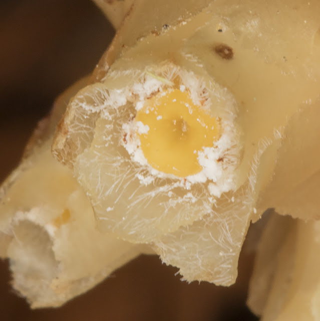 Yellow Bird's Nest, Monotropa hypopitys.  Closeup of flower.  High Elms Country Park, 8 July 2016.