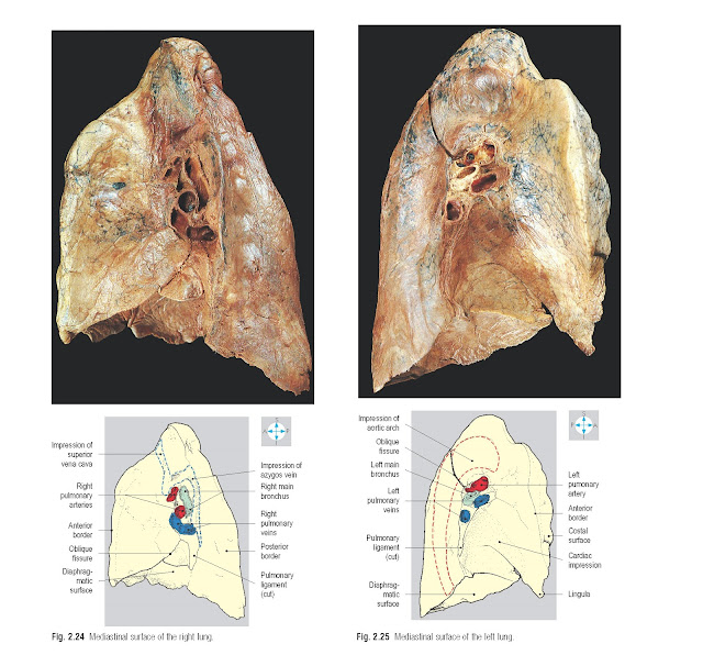 Mediastinal surface of the right lung. Mediastinal surface of the left lung.