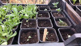 Allotment and greenhouse progress in spring