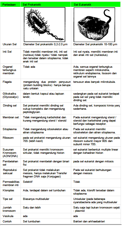 Pengertian Perbedaan Sel  Prokariotik dan  Sel  Eukariotik  