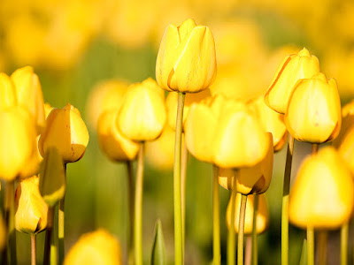 fotografias de postales de flores