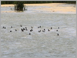 Estero Llano Grande State Park13