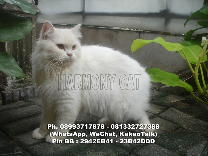 Kucing Persia Dijual Murah images