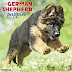 View Review Just German Shepherd Puppies 2018 Calendar Ebook by Willow Creek Press (Calendar)