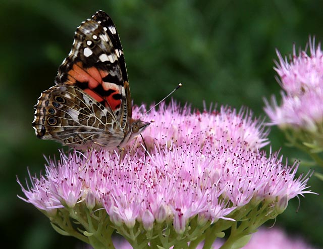 Sedum bloom and Painted Lady