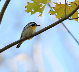 Yellow-throated Warbler in Newfoundland