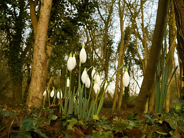 Small group of snowdrops growing amongst trees