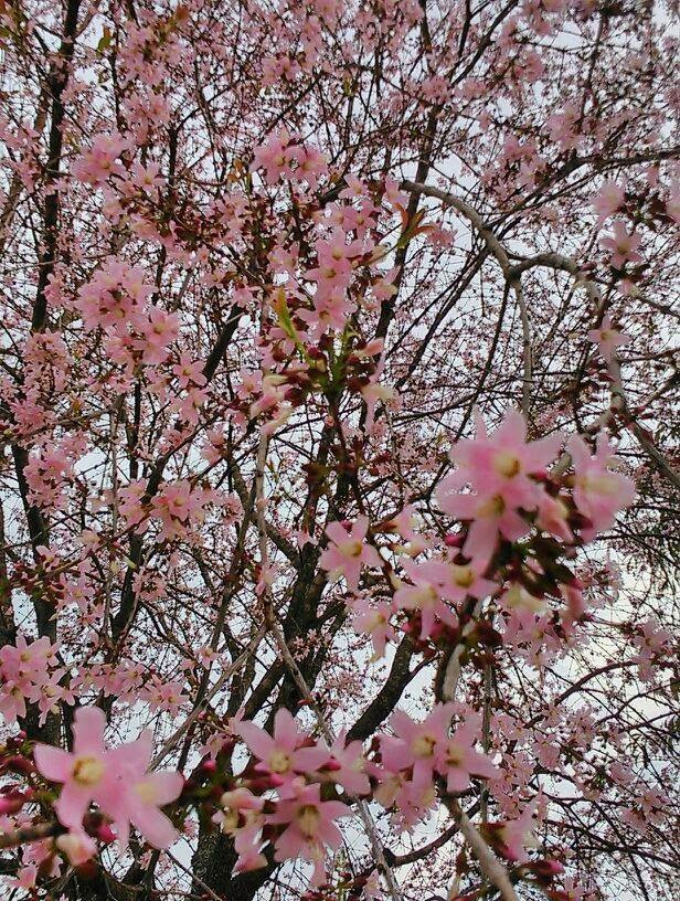  GAMBAR  Keindahan Musim Bunga  Sakura  di Putrajaya Musim 