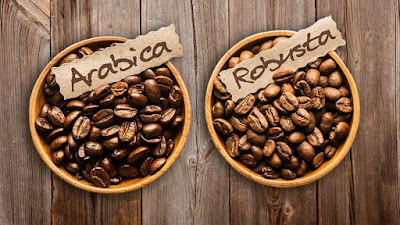 Perbedaan Kopi Robusta Dan Arabika