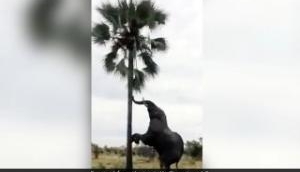Video: हाथी को लगी भूख तो चढ़ने लगा पेड़ पर, इसके बाद जो हुआ देखकर हो जाएंगे हैरान