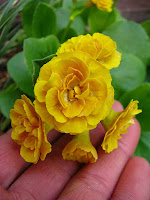 primula auricula аурикула примула