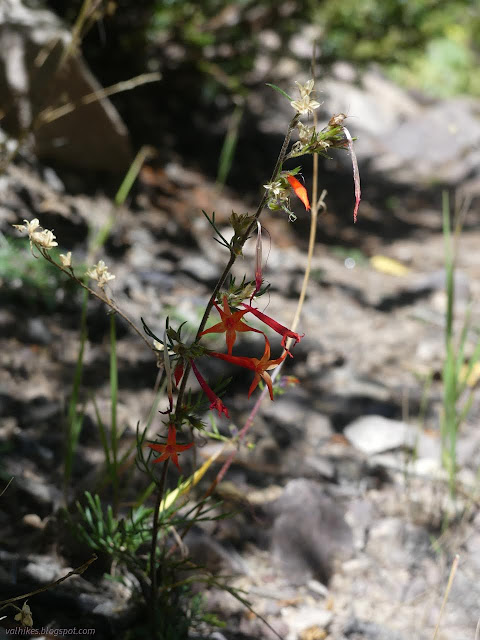 117: red flowers