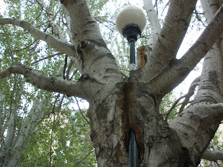 árbol come Farola Parque de la Memoria Zaragoza